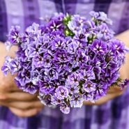 Phlox Seeds