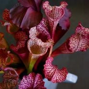 Pitcher Plant Seeds