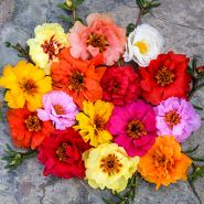 Portulaca / Moss Rose Seeds