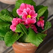 Primrose Seeds