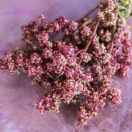 Quinoa Seeds