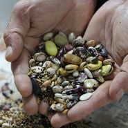 Returning Seeds