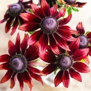Rudbeckia Seeds