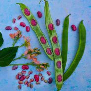Bean Seeds