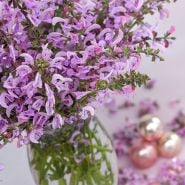 Salvia and Sage Seeds