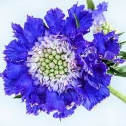 Scabiosa Seeds