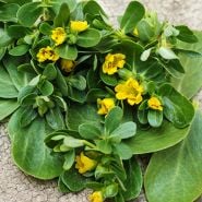 Purslane Seeds
