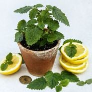 Lemon Balm Seeds