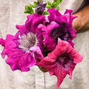 Petunia Seeds