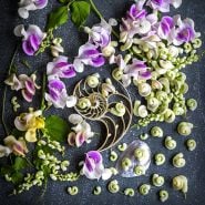 Snail Vine Seeds