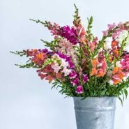Flower Seeds