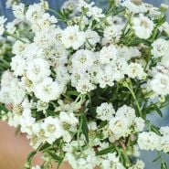 Baby's Breath Seeds (Covent Garden)