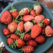 Strawberry Seeds