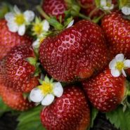 Strawberry Plants