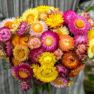 Strawflower Seeds