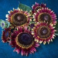 Sunflower Seeds