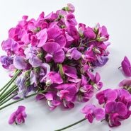 Sweet Pea Seeds