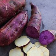 Sweet Potato Plants