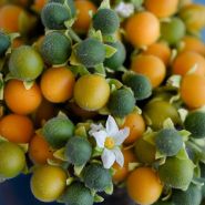 Tamarillo Seeds, Dwarf