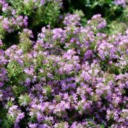 Thyme Seeds