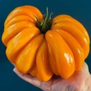 Tomato Seeds, Orange