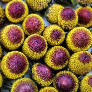 Toothache Plant Seeds