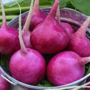 Turnip Seeds