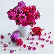 Verbena Seeds