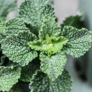 Horehound Seeds