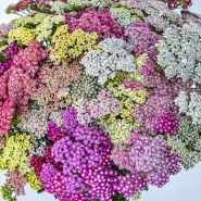 Yarrow Seeds