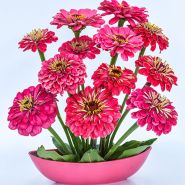 Zinnia Seeds