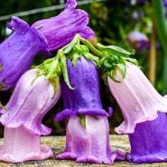 Canterbury Bells Seeds