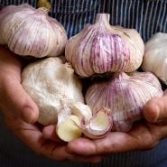 Garlic Bulbs