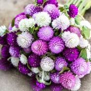 Gomphrena Seeds