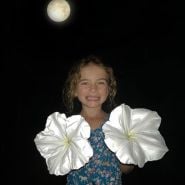 Moonflower Seeds