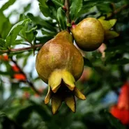 Pomegranate Plants