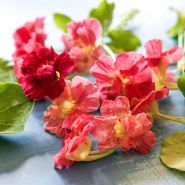 Nasturtium Seeds