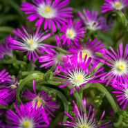 Iceplant Seeds