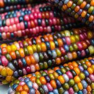 A close-up of Glass Gem Popping Corn kernels.