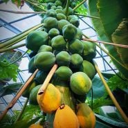 Sweet David Papaya Plant growing in a greenhouse at Baker Creek.