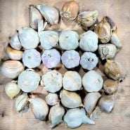 An example of all the galric that is included in the Garlic Lover Sampler Pack taken at the Baker Creek warehouse.