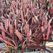 A flat of Red Sensation Grass plants in the morning sun.