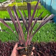 A Baker Creek employee holding a couple of Red Sensation Grass plants in a greenhouse at Baker Creek.