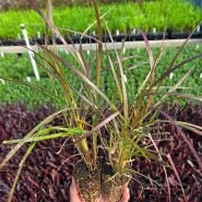 A Baker Creek employee holding a couple of Fountain Grass plants in a greenhouse at Baker Creek.
