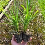 A gardener holding up a couple of Karl Foerster Feather Reed Grass Plants in the greenhouse at Baker Creek.