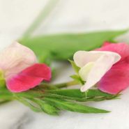 Painted Lady Sweet Pea