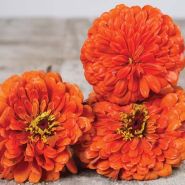 Orange King - Zinnia