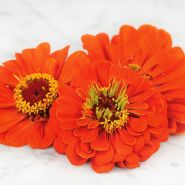 Orange King - Zinnia