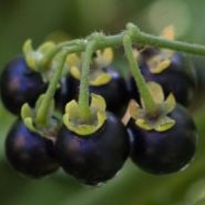 Wonderberry