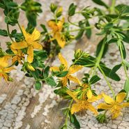 Saint John's Wort